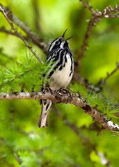 The Best Birding Destinations in the US