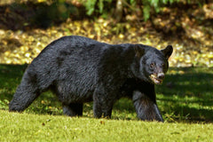 Estimating Black Bear Body Weight