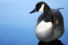 Canada Goose Subspecies and Populations