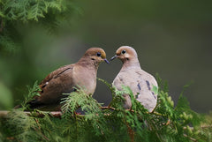 Mourning Dove Preferred Food Sources in September: A Regional Guide