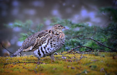 5 Ruffed Grouse Hunting Destinations