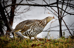 Ruffed Grouse Food Sources