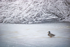 The Benefits of Using an Ice-Eater for Duck Hunting