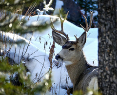 Mule Deer Migration: Navigating Elevation in Fall and Winter