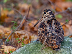 How To Hunt Woodcock